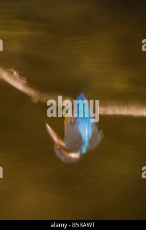 Alcedo atthis kingfisher reflection in water Stock Photo