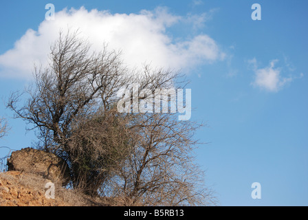 A tree growing in harsh arid conditions Stock Photo