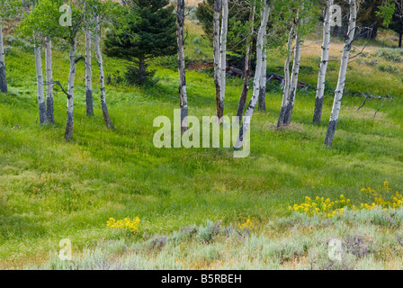 Stand of Aspen trees in green field of grass and sage along the Blacktail Plateau drive section of Yellowstone National Park Wyo