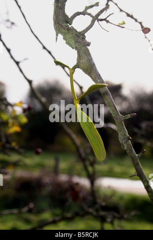 YOUNG SHOOTS OF THE EUROPEAN COMMON MISTLETOE. VISCUM ALBUM. GROWING IN A HOST TREE. Stock Photo