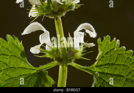 Flowers of White Dead nettle Lamium album Dorset Stock Photo
