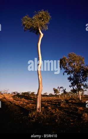 Tree, outback Australia Stock Photo