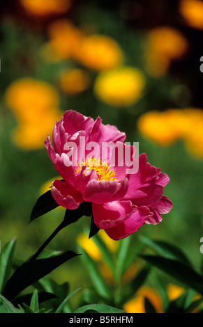 Bright red and yellow Peony. Stock Photo