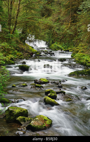 Cascading waterfalls on Sweet Creek in the Siuslaw National Forest Coast Range Mountains Oregon Stock Photo