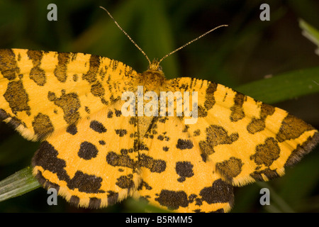 Speckled Yellow Moth Pseudopanthera macularia Common day flying moth Dorset Stock Photo