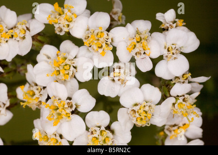 Close up of yarrow flowers Achillea millefolium in full flower Dorset Stock Photo