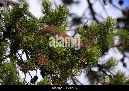 Red Squirrel harvesting Lodgepole Pine cones in fall, Teton National Park, Wyoming Stock Photo