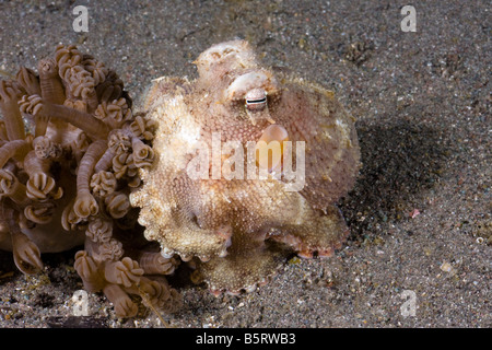 Veined octopus, Octopus marginatus, Komodo, Indonesia. Stock Photo