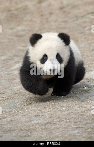 A young panda cub Ailuropoda melanoleuca runs on the ground at Wolong Sichuan China Stock Photo