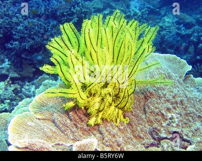 Yellow feather star coral (crinoidea) on reef off of Lankayan Island, Sulu Sea, Sabah, Malaysia Stock Photo