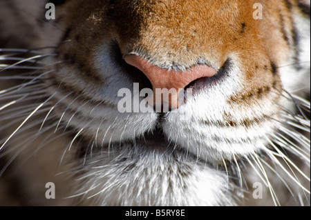Detail nose whiskers and mouth of Siberian tiger N Panthera tigris altaica Heilongjiang NE China