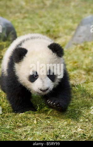 A young panda cub Ailuropoda melanoleuca walks on the ground at Wolong Sichuan China Stock Photo