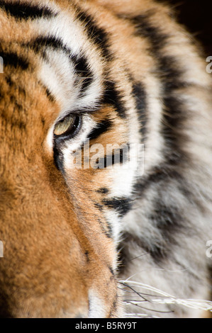 Siberian or amur tiger Panthera tigris altaica eye China Stock Photo