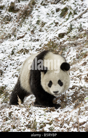 2024特集 in lake frozen snow-covered a on walk Chinese a in park エプロン・三角巾