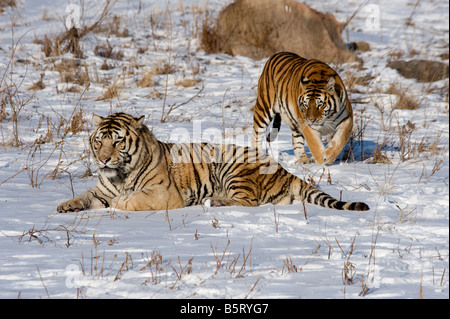 Amur or Siberian tigers Panthera tigris altaica in snow Heilongjiang China Stock Photo