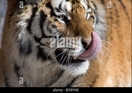 Amur or Siberian tiger Panthera tigris altaica licking nose Stock Photo