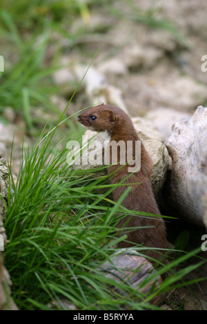 Weasel Mustela nivalis single adult Taken September British Wildlfe Centre Surrey UK Stock Photo