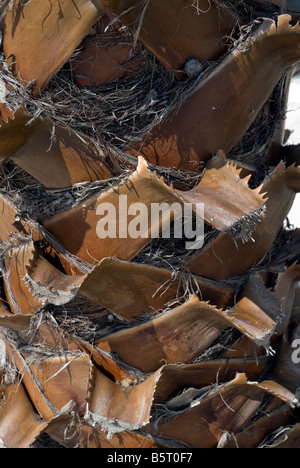 detail of palm tree trunk North Florida Stock Photo