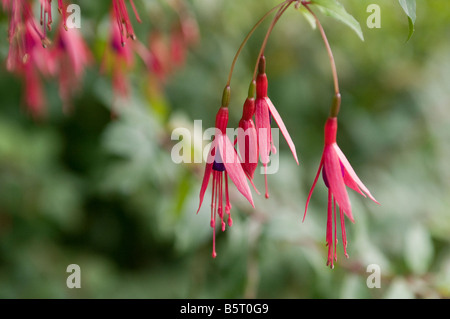 Red Fuschia Flowers hanging from the parent plant Stock Photo