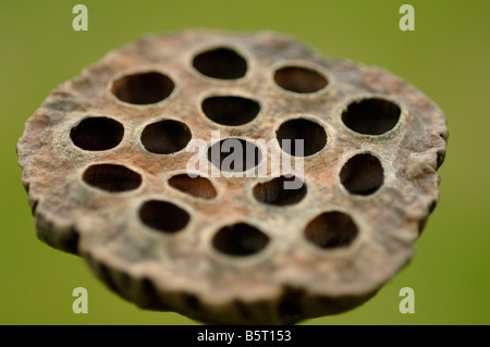 Lotus lily or sacred lotus dry fruit Nelumbo nucifera with holes where seeds were sited Stock Photo