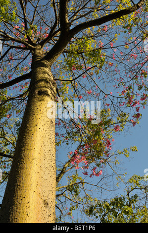 Chorisia speciosa or Ceiba speciosa in flower, Lisbon, Portugal Stock Photo