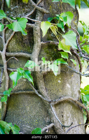 Ivy on a tree, close-up. Stock Photo