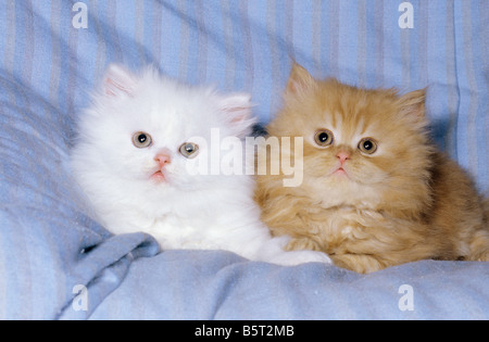 two Persian kittens - lying on blanket Stock Photo
