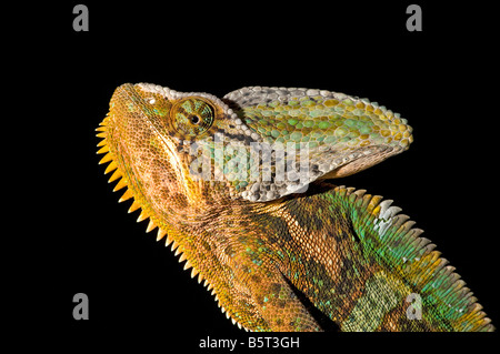 Male veiled or Yemen chameleon Chamaeleo calyptratus has a large casque on head Stock Photo