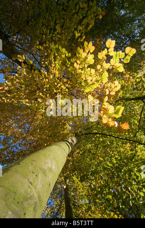 Looking upwards into autumnal beech tree Fagus sylvatica leafy canopy Stock Photo