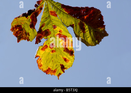 Horse chestnut leaf with horse chestnut leaf miner Cameraria ohridella Stock Photo
