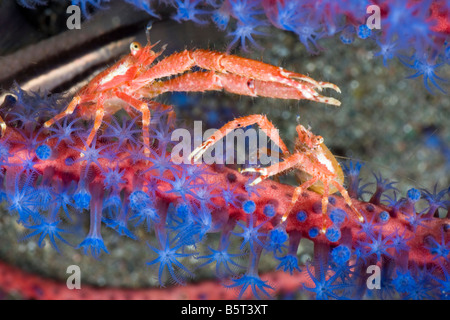 A pair of squat lobsters, Galathea sp, photographed at night on gorgonian coral, Komodo, Indonesia. Stock Photo