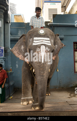 An elephant dispensing blessings at the Sri Manakkula Vinayagar temple in Pondicherry India. Stock Photo