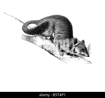 Quoll Black and White Stock Photos & Images - Alamy