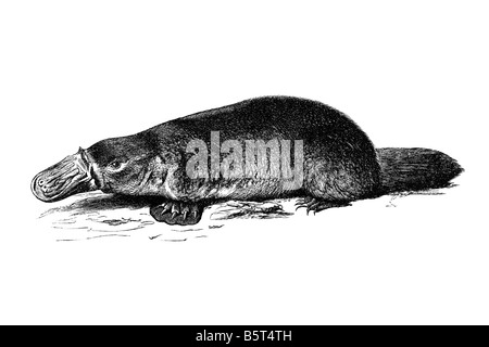 platypus ornithorhynchus ,animal illustration Stock Photo - Alamy