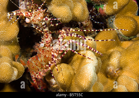 Marbled shrimp, Saron marmoratus, are common on Hawaii's reefs, Hawaii. Stock Photo