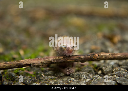 What is believed to be an infant Galago or bushbaby fallen to the ground in Togo, West Africa. Stock Photo