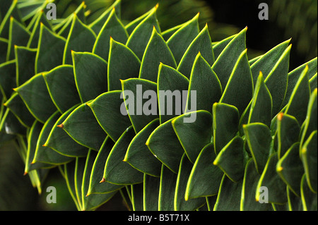 Spirally arranged spiky leaves of monkey puzzle tree Araucaria araucana Stock Photo
