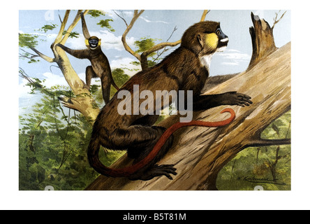 Moustached Monkey, Cercopithecus cephus, Moustached Guenon, Red-eared Guenon Stock Photo