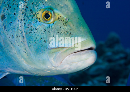 Blue spotted jack, also blue jack, blue trevally, bluefin trevally, Caranx melampygus, Hawaii, Pacific Ocean. Stock Photo