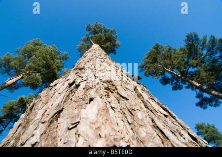 Looking up Scots Pine pinus sylvestris to the sky Stock Photo