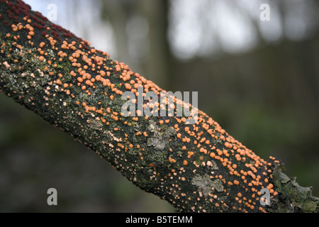 Coral spot Nectria cinnabarina growing on a branch Stock Photo