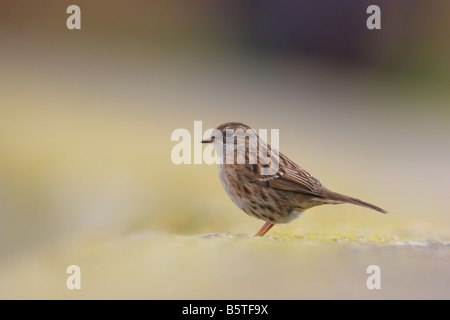 Single Dunnock Prunella modularis standing on sea wall with yellow background on the Scilly Isles. Stock Photo