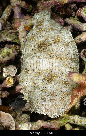 The peacock sole, Pardachirus pavoninus, moves about the reef at night, Komodo, Indonesia. Stock Photo