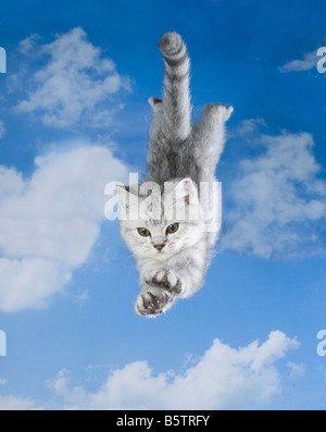 British Shorthair kitten ten weeks - jumping Stock Photo