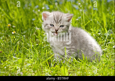 British Shorthair. Tabby kitten (four weeksold) sitting in  a meadow, while meowing Stock Photo