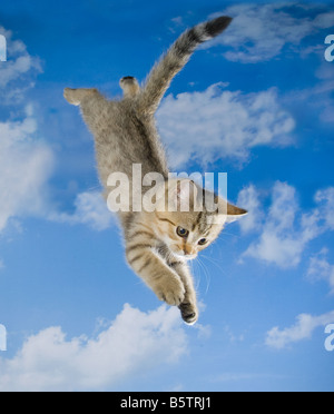 British Shorthair kitten ten weeks - jumping Stock Photo