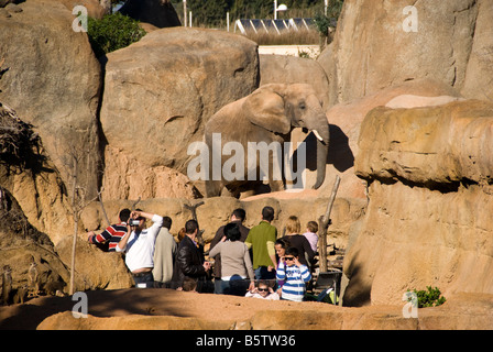 People looking at an elephant in enclosure inside the Biopark zoo which opened in the city of Valencia in 2008 Stock Photo