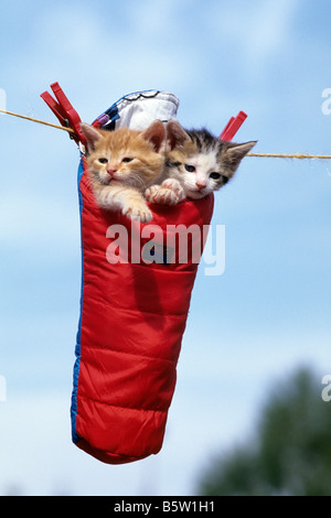 Domestic Cat (Felis silvestris, Felis catus), two kitten in a dolls sleeping bag hanging from a clothline Stock Photo