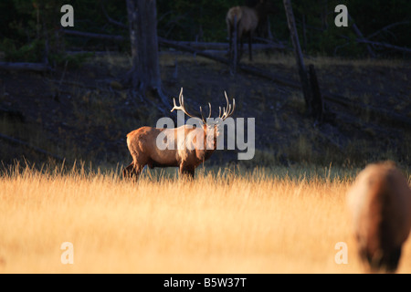 Bull Elk bugling in autumn, Yellowstone National Park, Wyoming Stock Photo