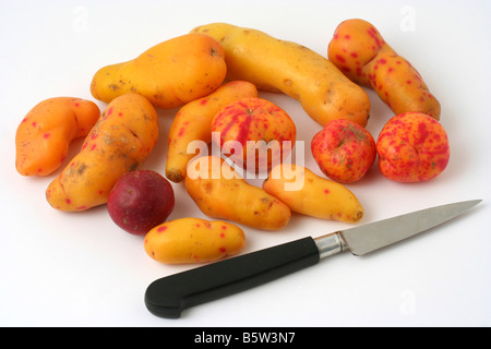 Close-up of many Olluco (Ullucus tuberosus), a tuber from the Andes ...